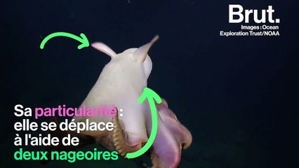Connaissez-vous la pieuvre dumbo ?