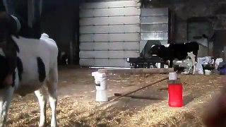 Cow Hurdle Jumps Like A Horse