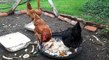 Quatre poules picorent depuis le printemps dans les jardins familiaux du Chêne creux à Rezé