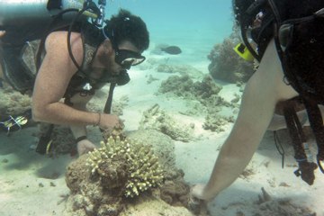 Un robot protège la barrière de corail contre les étoiles de mer tueuses