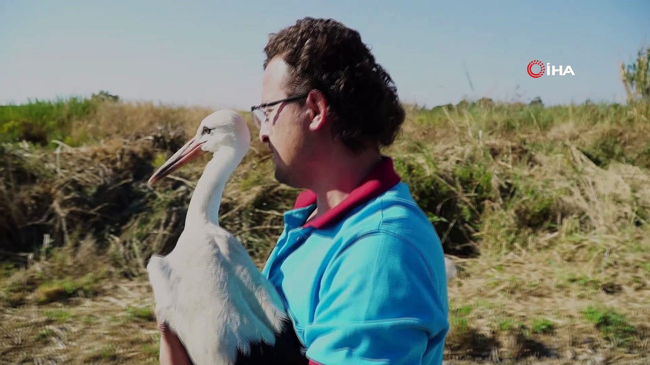 Yavru leylek tedavi edilerek doğaya bırakıldı