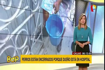 Callao: piden ayuda para mascotas abandonadas y encerradas en casa