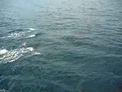 Les dauphins de Bay of Islands