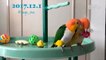 ???? Cute Parrots Doing Funny Things - ???? Cutest Parrots In The World 2018