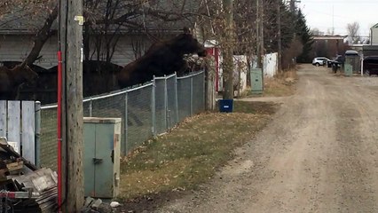 Moose Hop Over Chainlink Fence