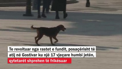 Qytetarët të frikësuar nga bredhja e qenve endacak