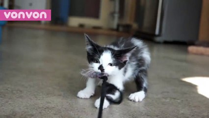 Adui. Tak tau macam mana nak caption video kucing ni. Tolongkan admin sikit :p