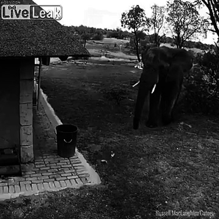 Propre, cet éléphant met les ordures dans la poubelle !