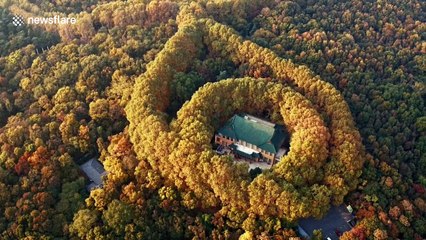 This drone footage of fall foliage enveloping Nanjing's Meiling Palace is beautiful