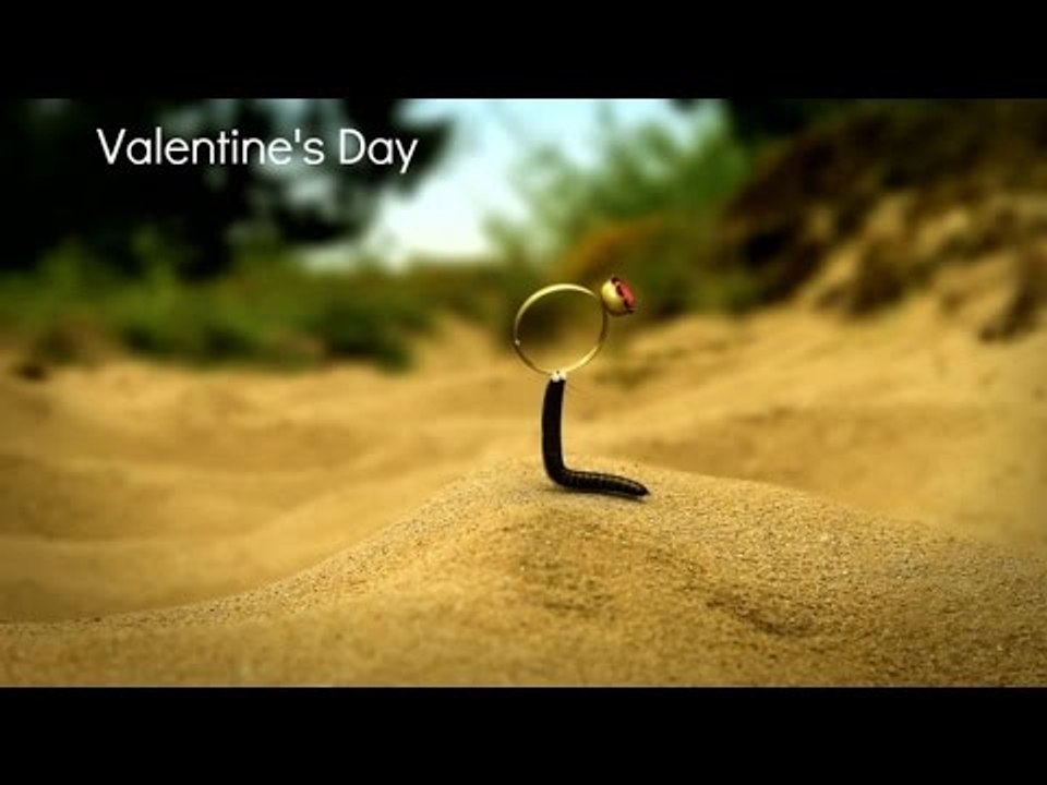 Minuscule - Valentine's Day / La Saint Valentin (Season 2)