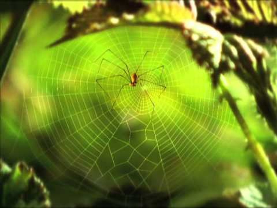 Minuscule - Lady Bug / La Coccinelle (Season 1)