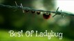 Minuscule - Best Of Ladybug / Best Of Coccinelle