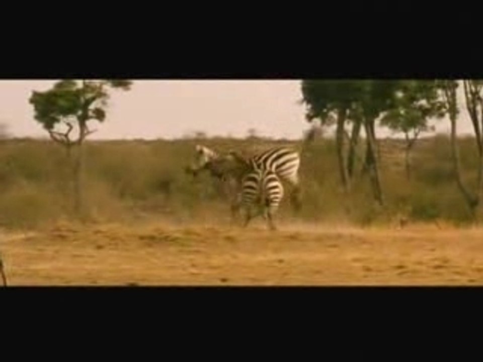 Les animaux amoureux