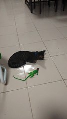 Cat Wakes Up Beside Lizard
