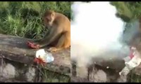 İnsanlık utancı... Havai fişekli 'şaka' maymunu öldürdü