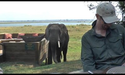 Fil yemek yiyen turistlere saldırdı