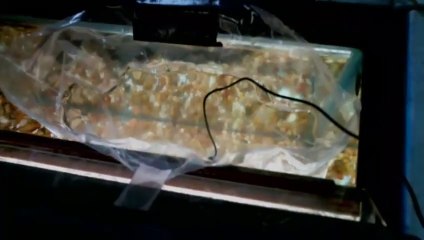 EPCAMR's Brook Trout Tank Live Stream 11/7/18 Egg Arrival Day!