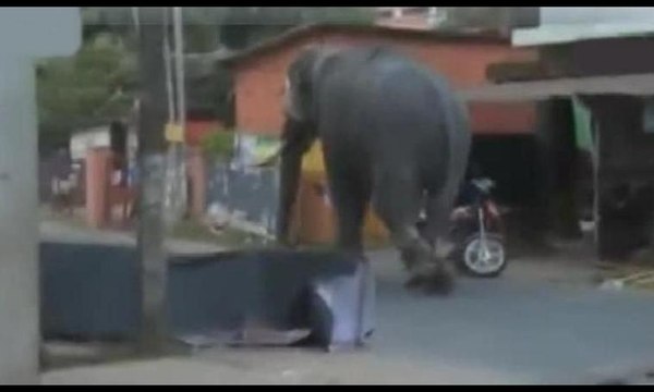 Öfkeli fil ortalığı birbirine kattı