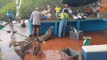 Un marché au poisson dans les îles Galapagos ça donne ça... Pelicans, phoques et otaries