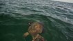 Un mérou géant vient dévorer le requin accroché à la ligne d'un pecheur