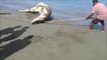 Des indonésiens capturent un énorme crocodile de mer sur la plage