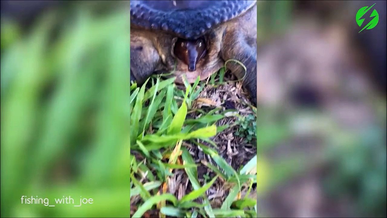 La tortue la plus rapide du monde...