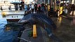 Un requin-baleine déposé sur le quai du port encore en vie va repartir à la mer