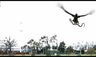 Şahin, yılanı piknik yapan ailenin üzerine bıraktı