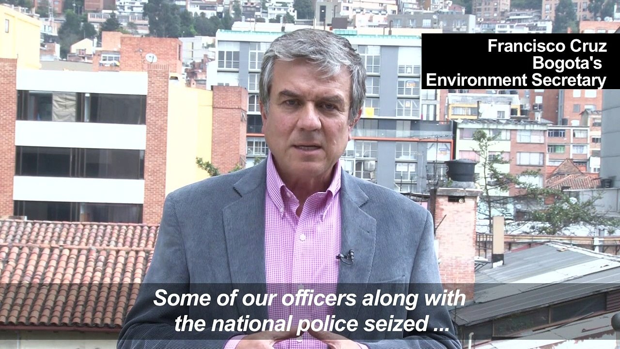 Colombian police shows 216 poisonous frogs seized at airport