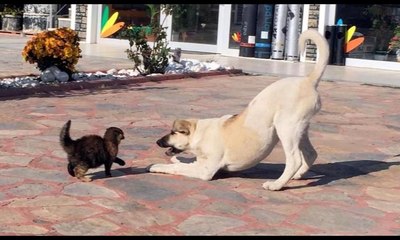 Yavru kedi, yiyeceğini vermemek için köpeğe kafa tuttu