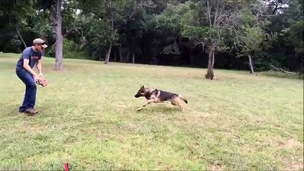 German shepherd Titan playing tug