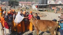 Nepal honra con guirnaldas y comida a las vacas durante la festividad hindú de Tihar