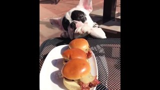 The Most Funniest Reaction of French Bulldog Compilation