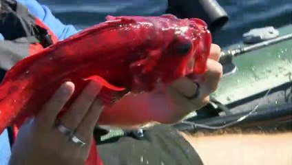 Fishing Impossible S01E01 British Columbia