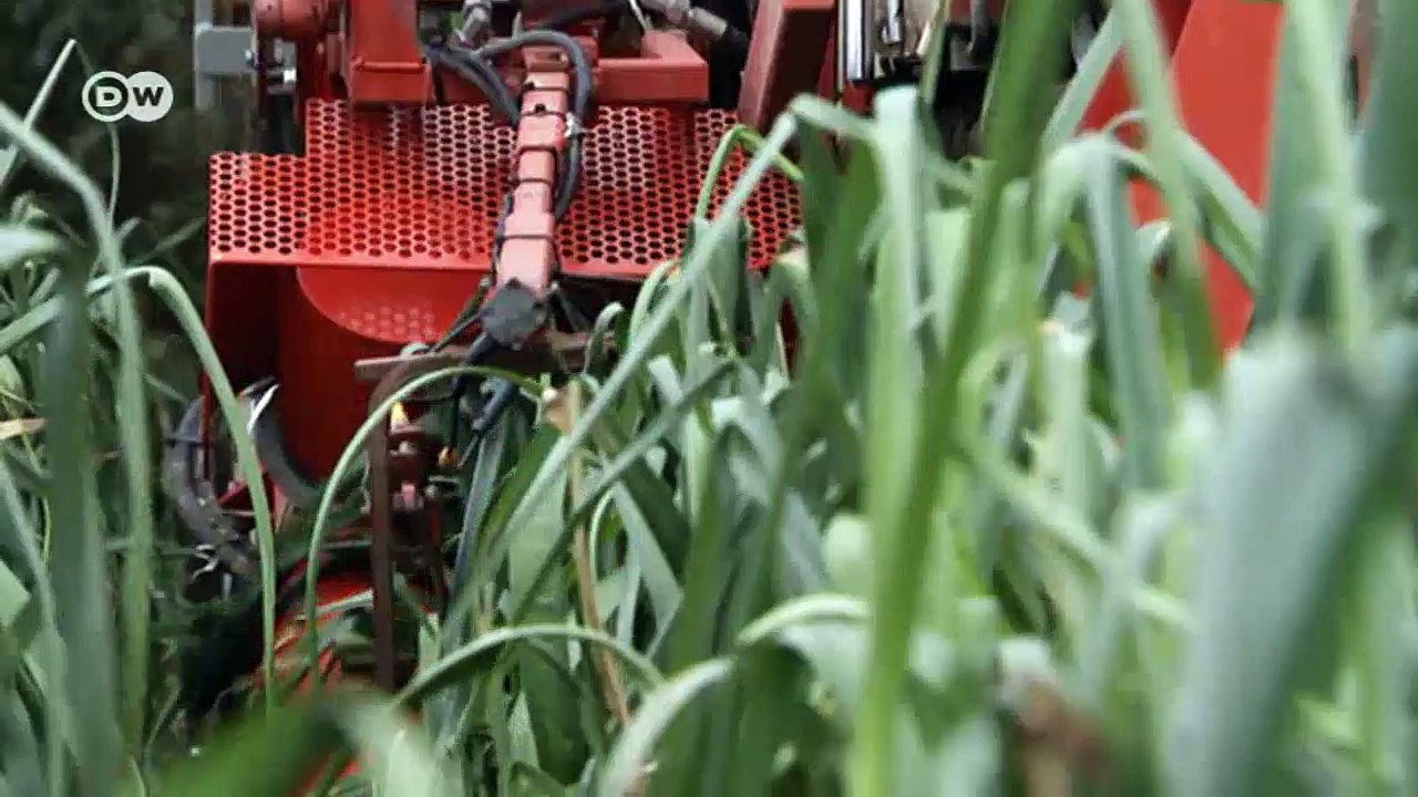 Belgiens gefährliches Erbe | DW Deutsch