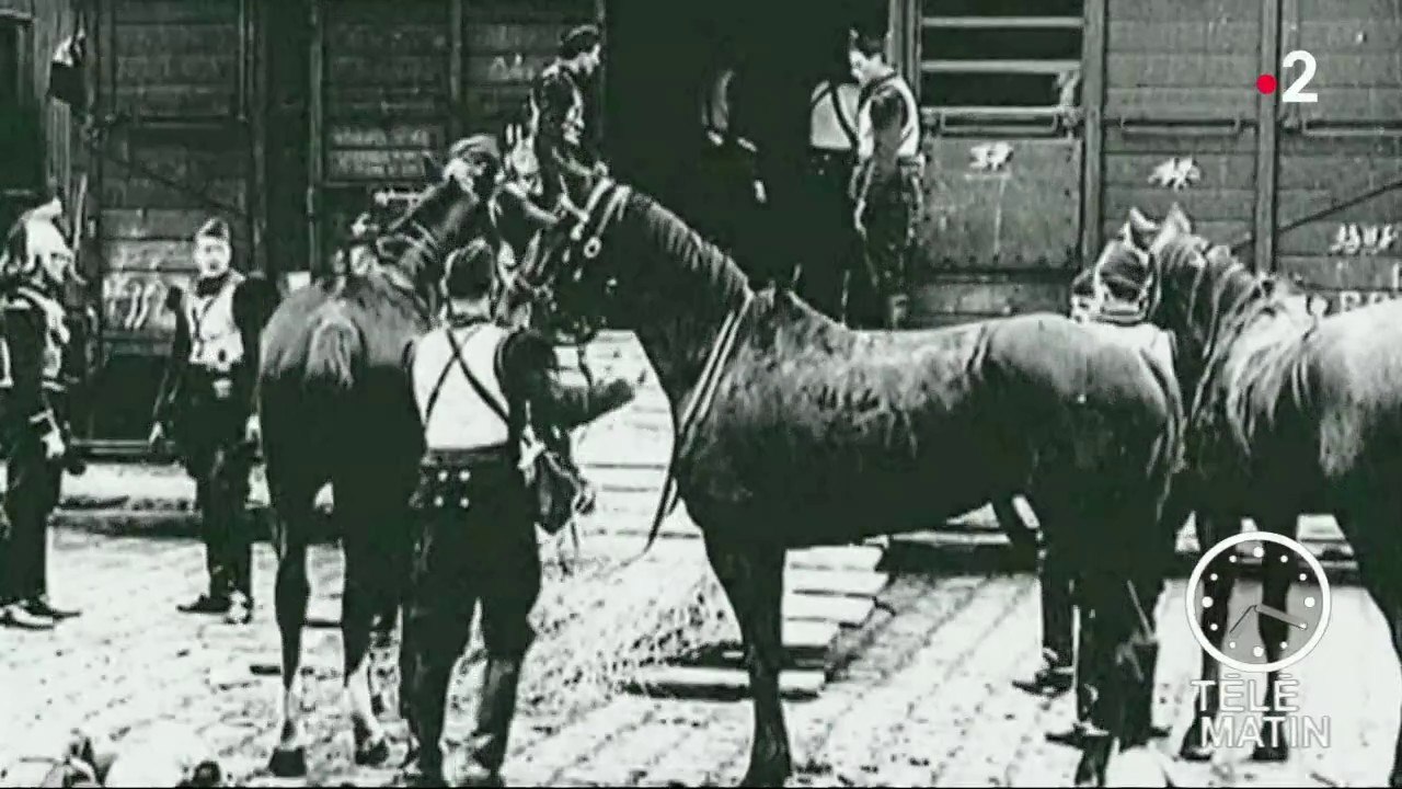 Faune - Les animaux de la guerre