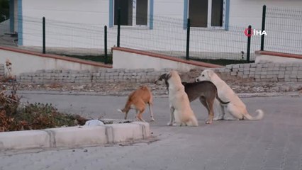 İzmir'de Sokak Köpeği Dehşeti...köpeklerden Kaçmak İsteyen Lise Öğrencisinin Hayatı Kararıyordu