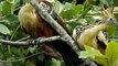 Colibrí recién descubierto está en peligro crítico de extinción, al igual que otras 14 especies de aves en #Ecuador ►
