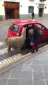 Les lamas voyagent en taxi à Cusco au Pérou