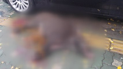인천 도로에 멧돼지 출몰...마취총으로 포획 / YTN