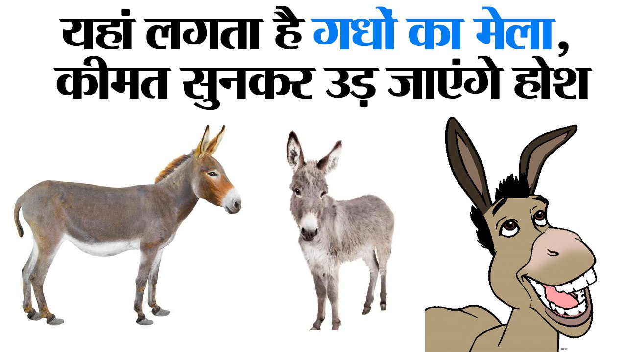यहां लगता है गधों का मेला II  Chitrakoot Donkey fair II Donkey mela
