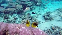 Snorkeling Magic among hundreds of tropical fish and coral gardens at Aroa Lagoonarium Marine Reserve 
