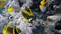 Colourful Tropical Reef Fish in abundance in Aroa Marine Reserve directly in front of The Rarotongan Beach Resort & Sanctuary Rarotonga