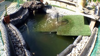 Turtles At The Pool