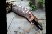 Python Regurgitating A Fully Grown Dog In Bangkok