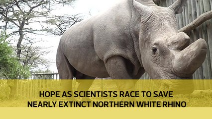Hope as scientists race to save nearly extinct northern white rhino