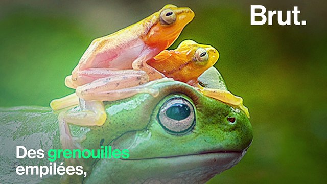 Certaines photos virales d'animaux cachent une triste réalité