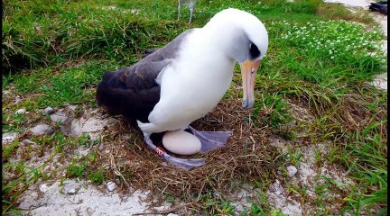 Seabird Albatross