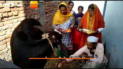 Download Video: गुरुवार को हल्द्वानी में पूरे विधि-विधान के साथ गोवर्धन पर्व मनाया गया