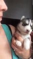 husky puppy howling for the first time Funny Video